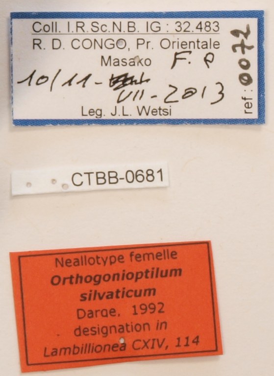 Orthogonioptilum silvaticum F Labels.JPG
