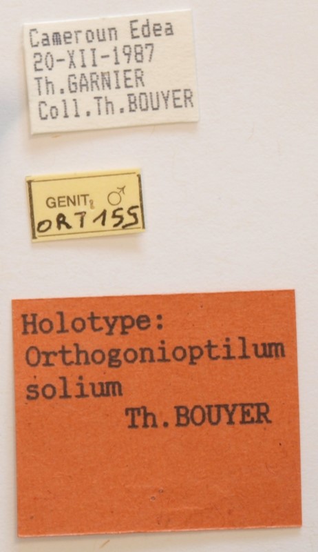 Orthogonioptilum solium HOLOTYPE Labels M.jpg