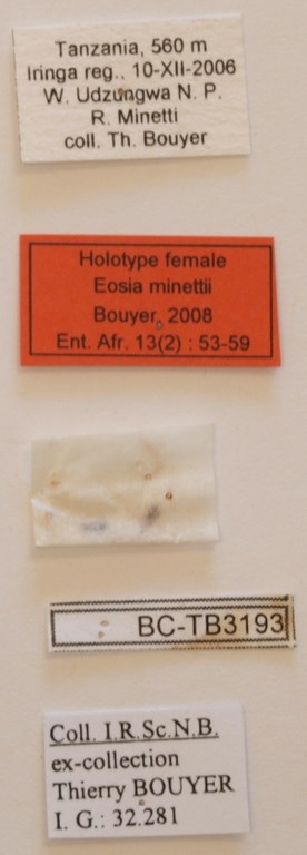 Eosia minettii f Lb only.JPG