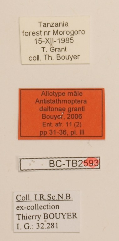 Antistathmoptera daltonae granti M Labels Allotype 1.JPG