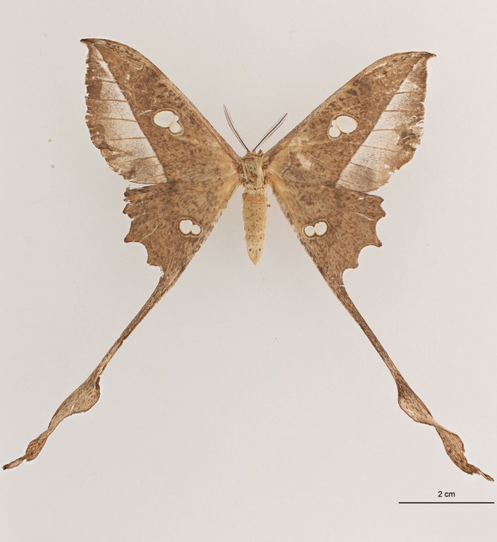 Antistathmoptera daltonae granti F dorsal ZS PMax.jpg