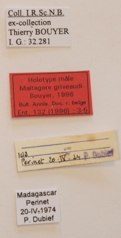 Maltagorea griveaudi M Labels Holotype.JPG