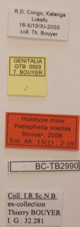 Pselaphelia noellae M Labels o.JPG