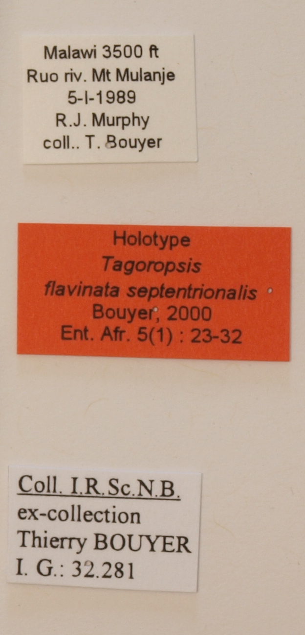 Tagoropsis flavinata septentrionalis M Labels.JPG