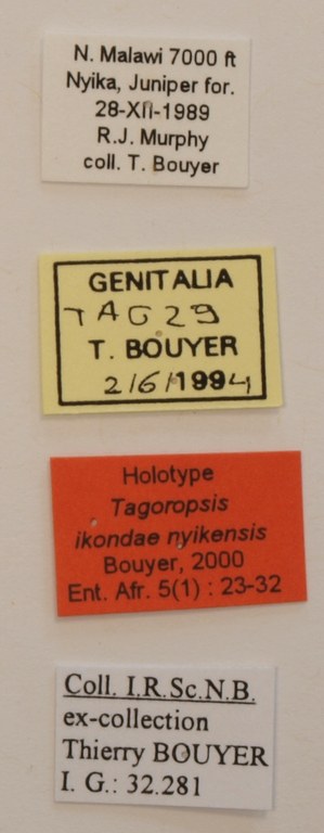 Tagoropsis ikondae nyikensis M Labels.JPG