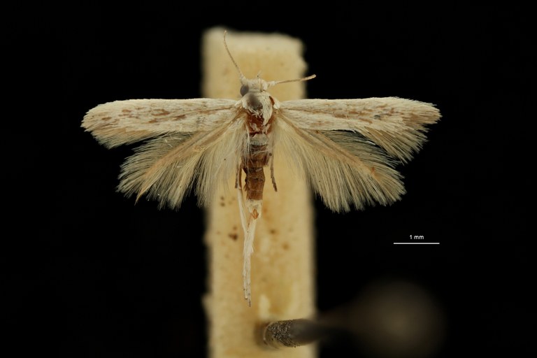 Scythris eremella pt D ZS PMax Scaled.jpeg Scythris eremella pt D ZS PMax Scaled.jpeg