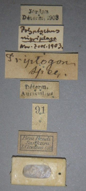 Polyptychus nigriplaga pt Lb.jpg