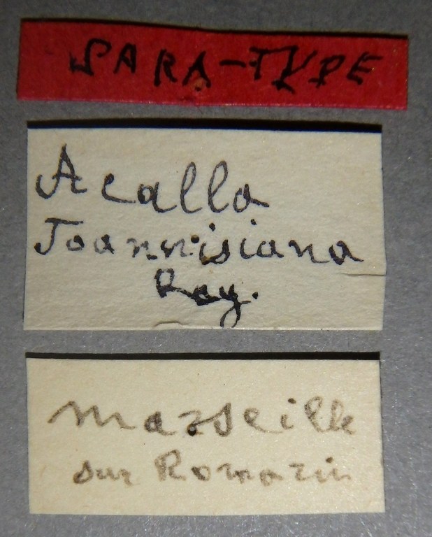Acalla joannisiana pt Lb.jpg