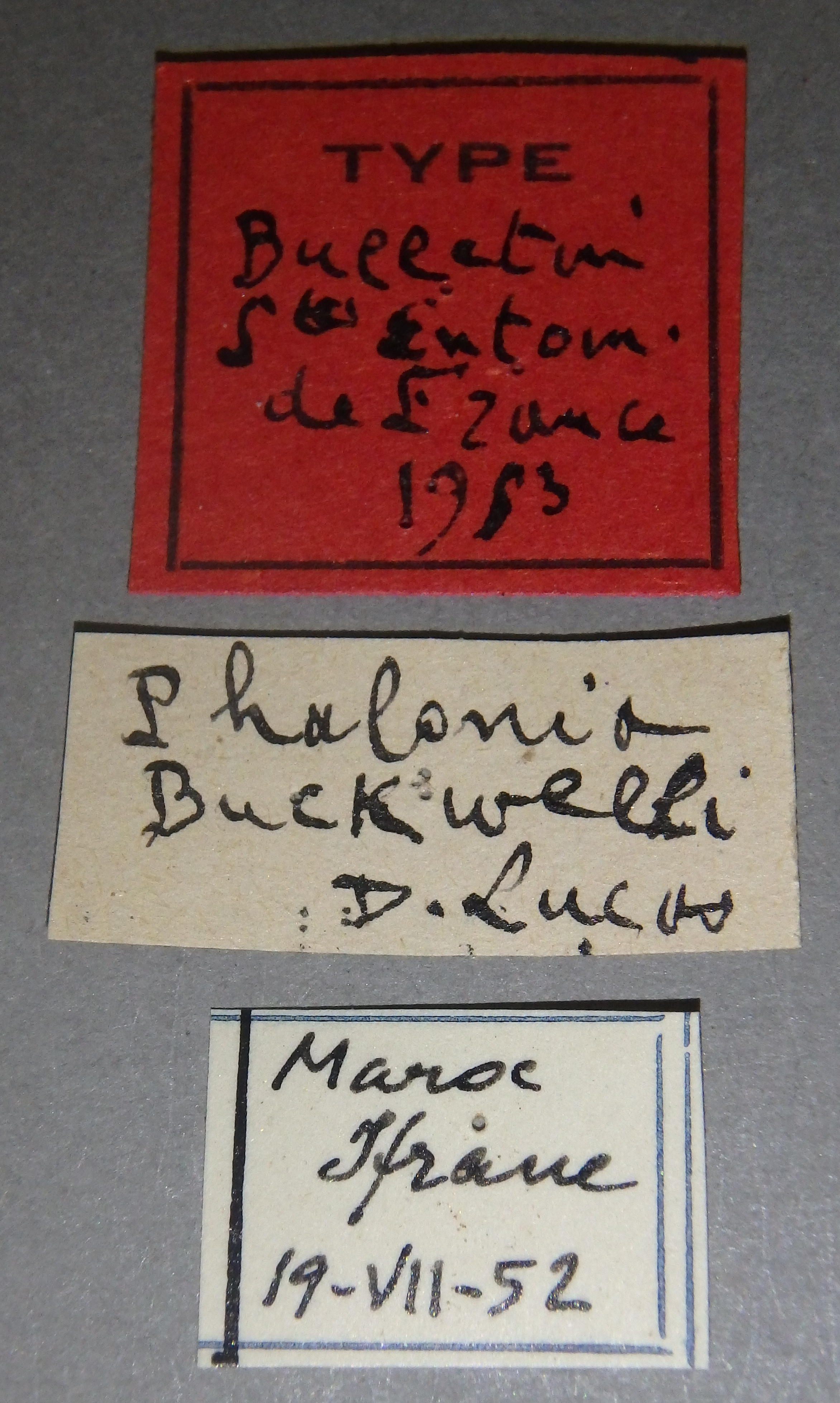Phalonia buckwelli t D.jpg
