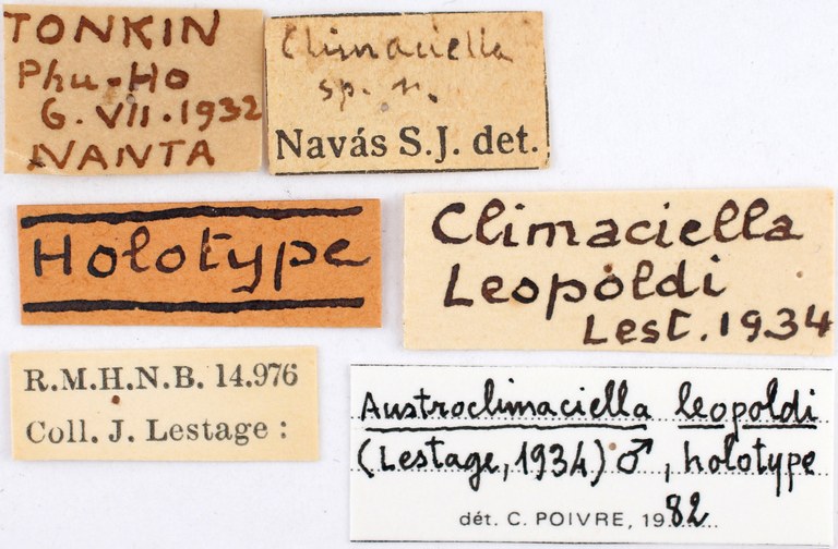 BE-RBINS-ENT Climaciella leopoldi Holotype Male Labels Jerome Constant.jpg