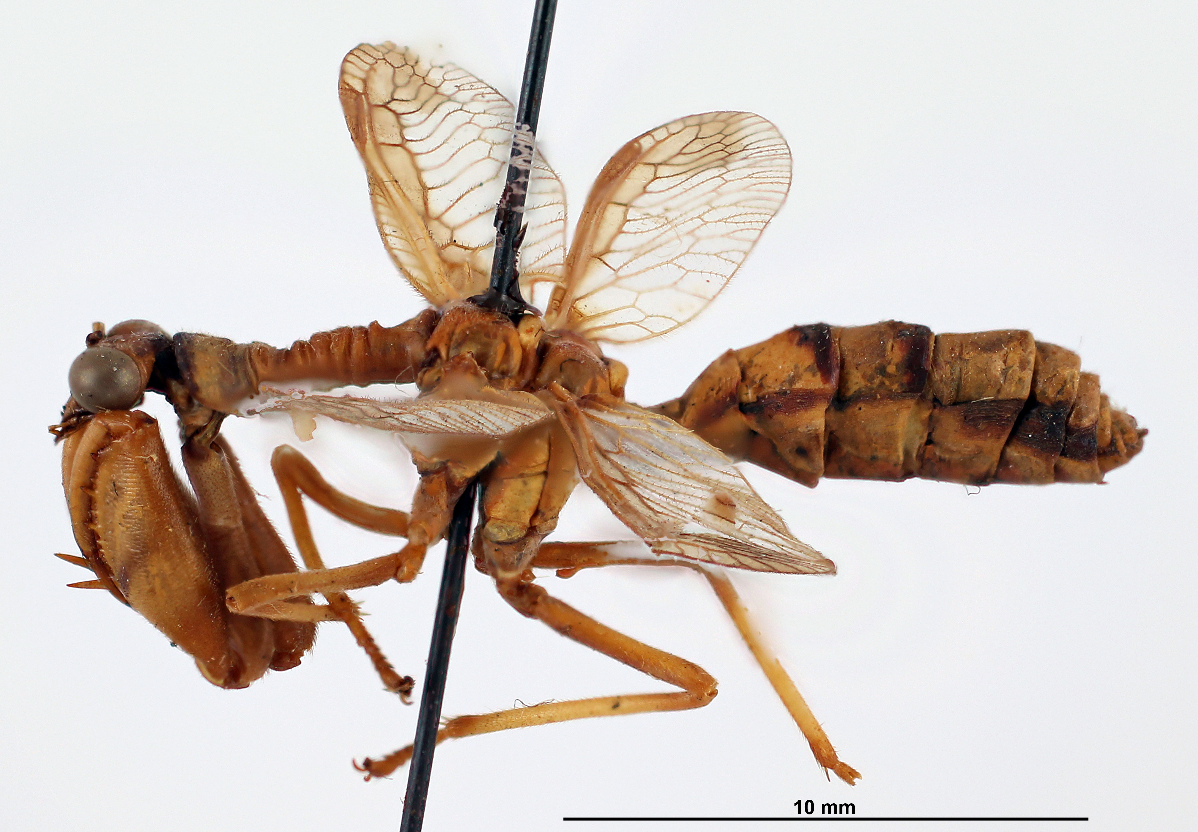 BE-RBINS-ENT Climaciella leopoldi Holotype Male Lateral Jerome Constant.jpg
