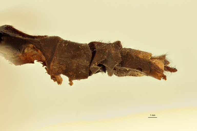 Centroclisis distincta Lt L.jpg Centroclisis distincta Lt L.jpg