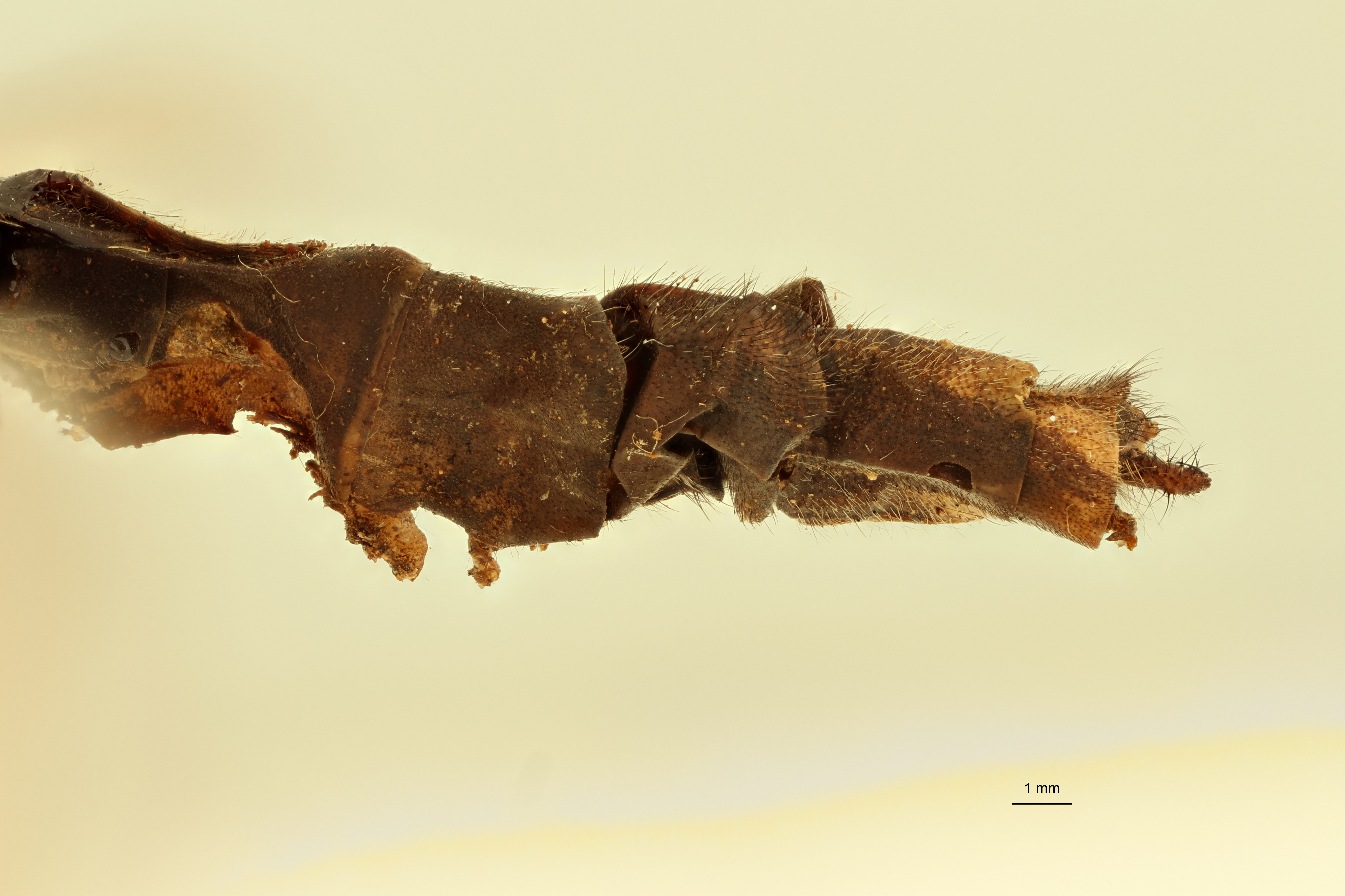 Centroclisis distincta Lt L.jpg