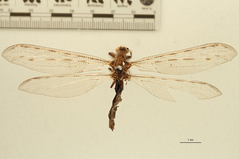 Centroclisis distincta Lt D.jpg Centroclisis distincta Lt D.jpg