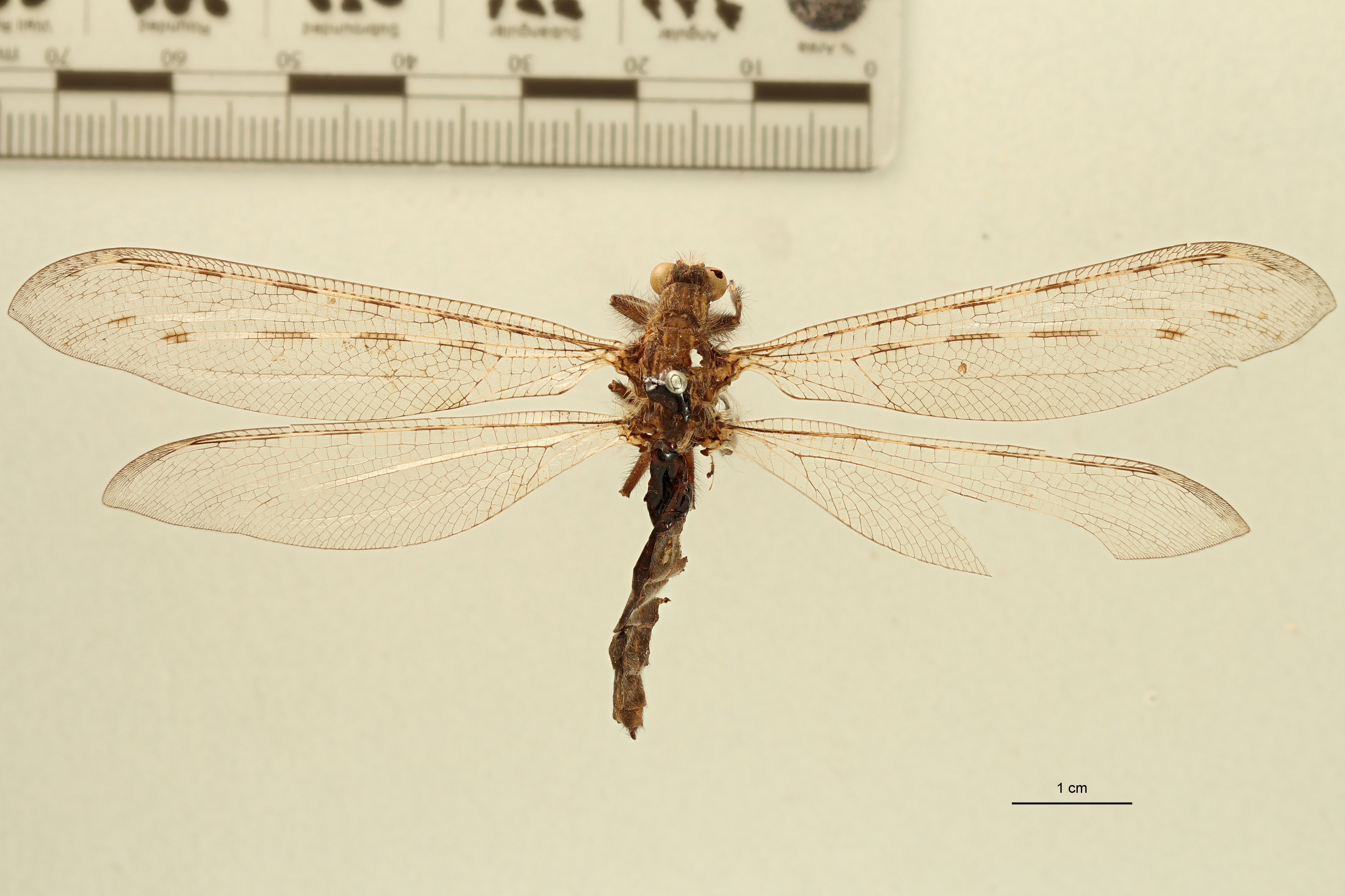 Centroclisis distincta Lt D.jpg