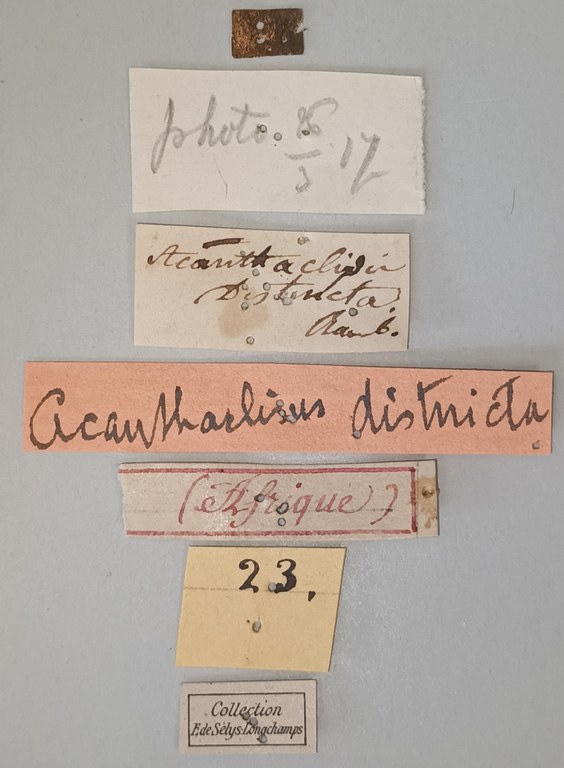Centroclisis distincta Lt Labels.jpg Centroclisis distincta Lt Labels.jpg