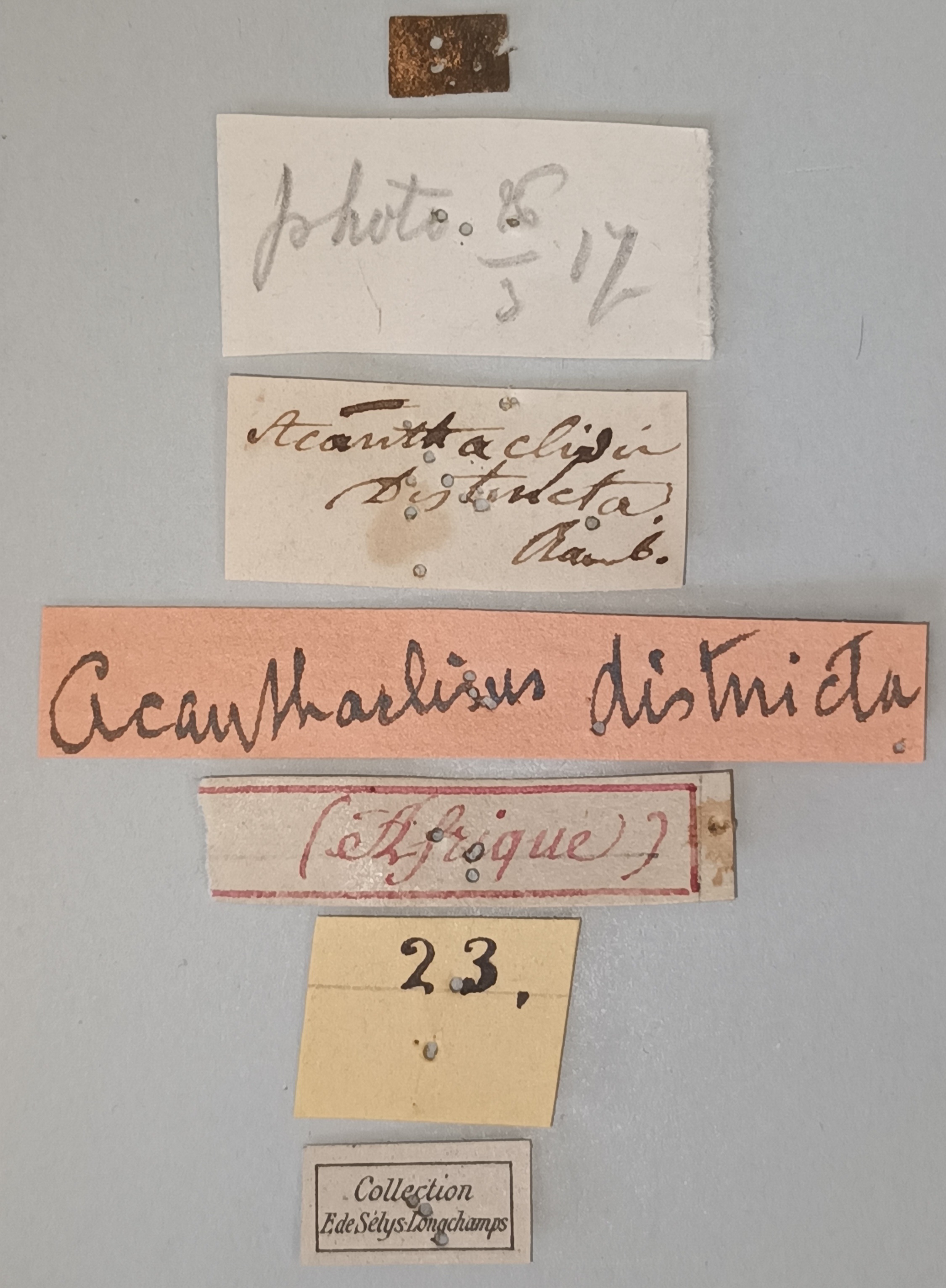 Centroclisis distincta Lt Labels.jpg