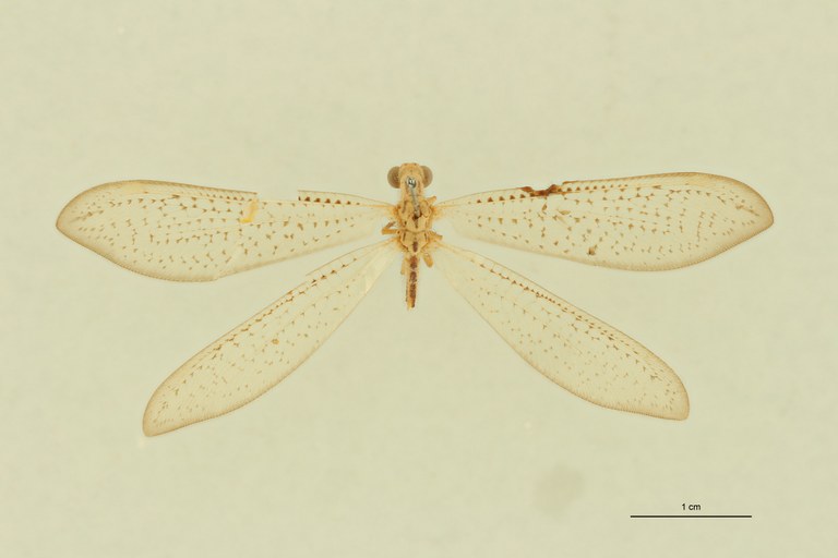 Myrmeleon atomarius Lt D.jpg Myrmeleon atomarius Lt D.jpg
