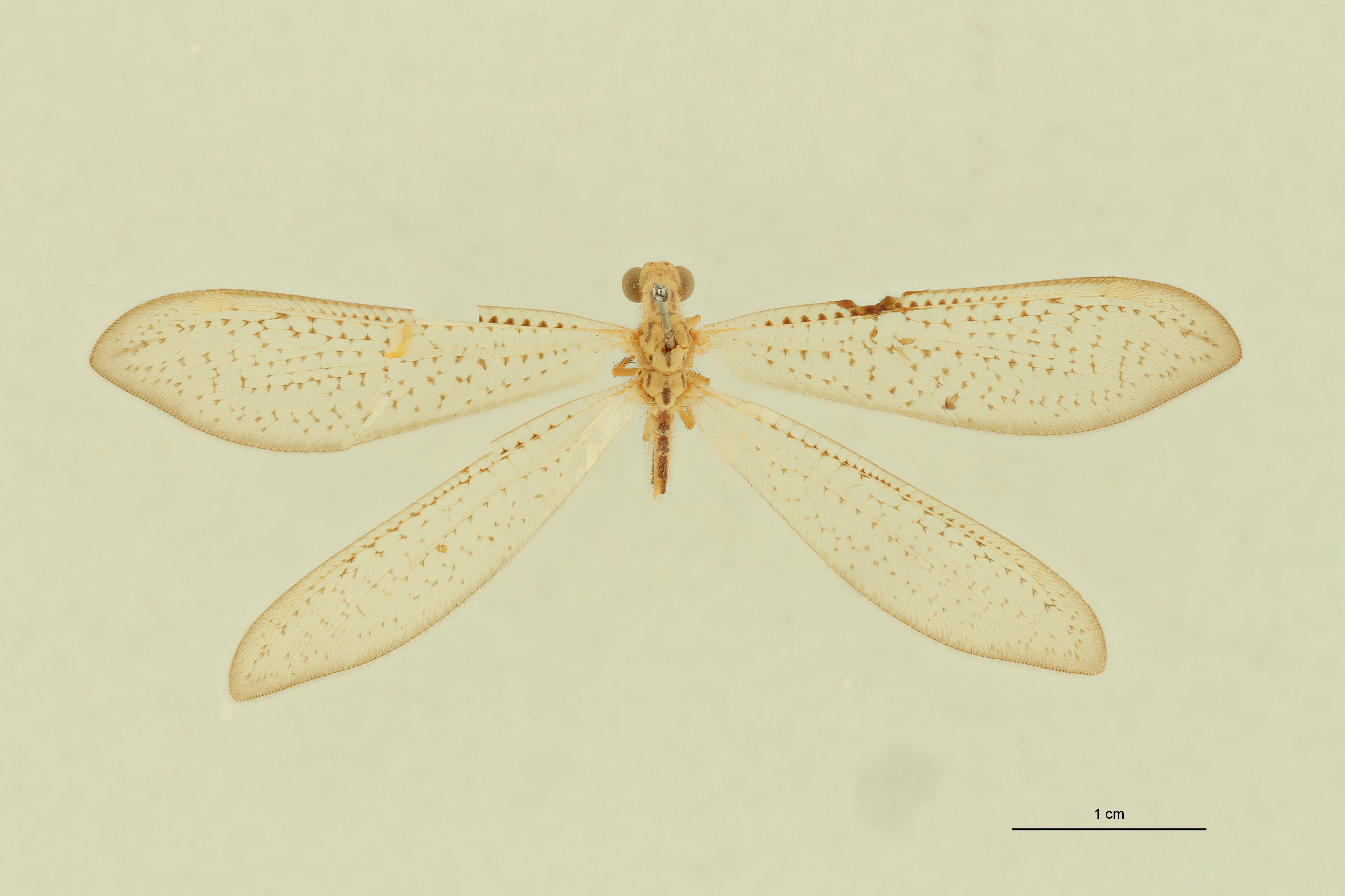 Myrmeleon atomarius Lt D.jpg