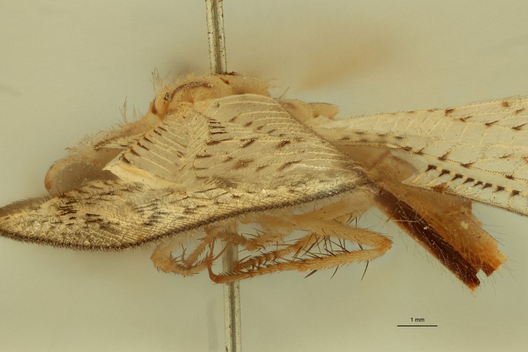 Myrmeleon atomarius Lt L.jpg Myrmeleon atomarius Lt L.jpg