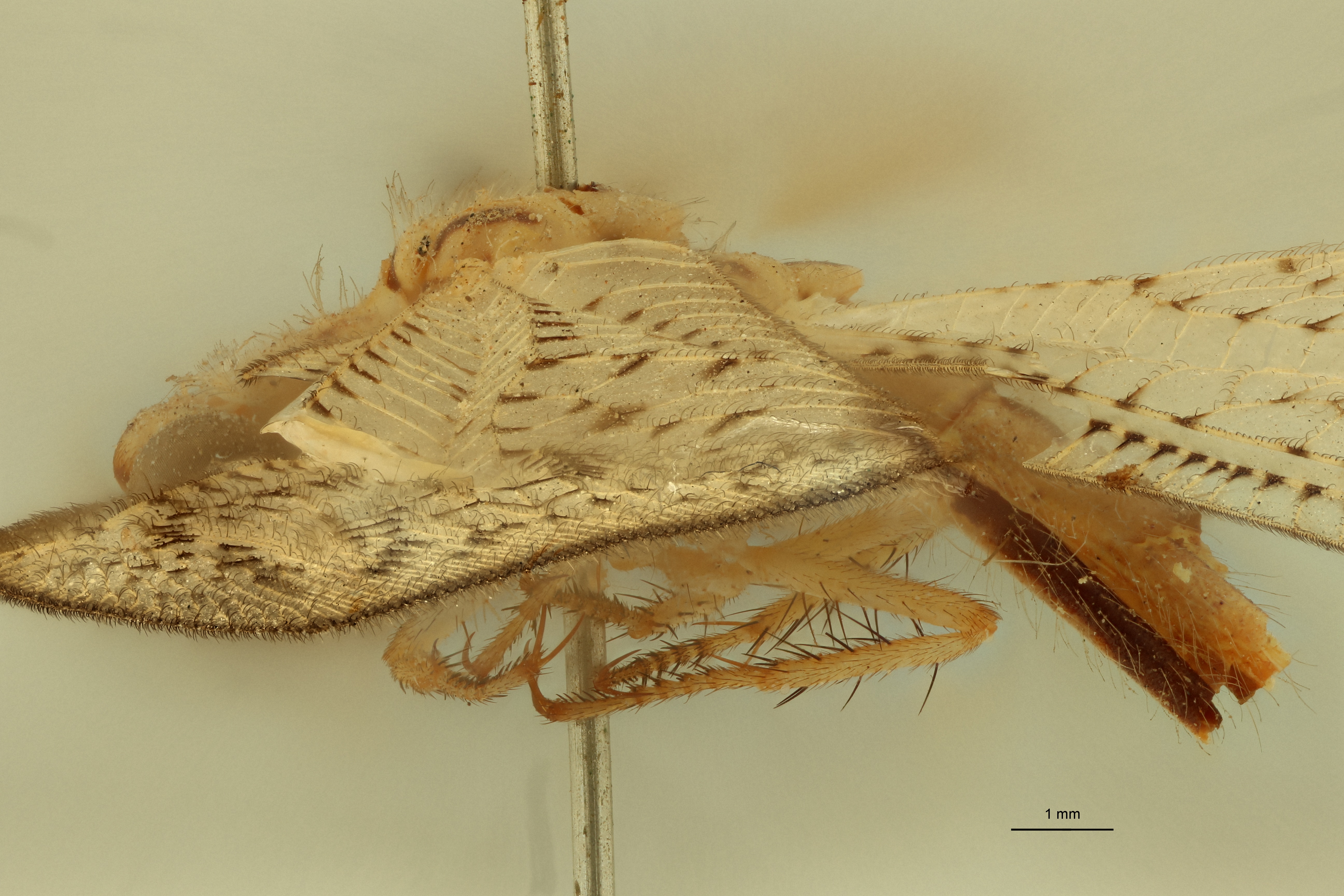 Myrmeleon atomarius Lt L.jpg