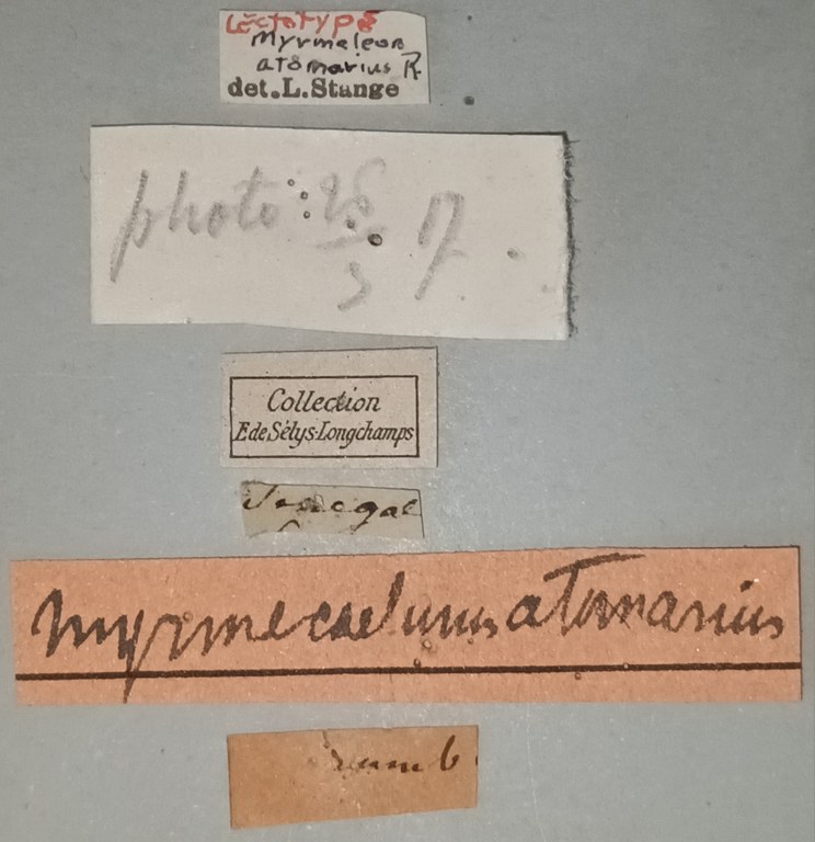 Myrmeleon atomarius Lt Labels.jpg Myrmeleon atomarius Lt Labels.jpg