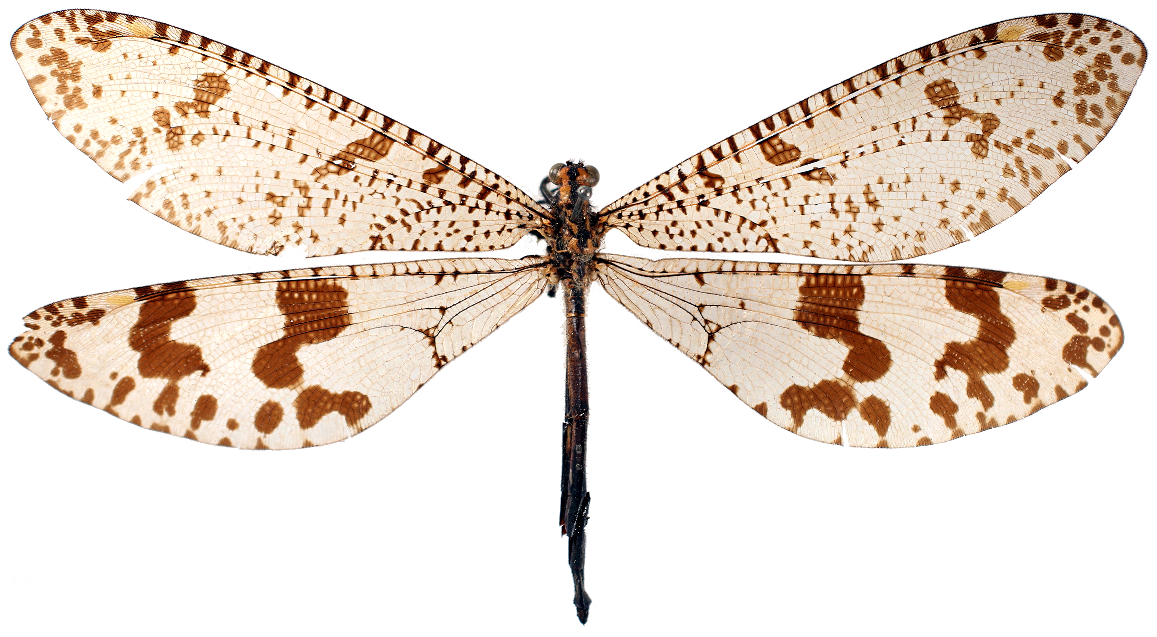 BE-RBINS-ENT Palpares selysi Holotype Female Habitus Jerome Constant.JPG
