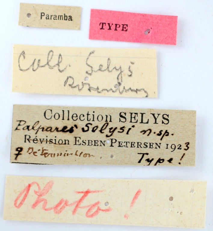 BE-RBINS-ENT Palpares selysi Holotype Female Labels Jerome Constant.JPG