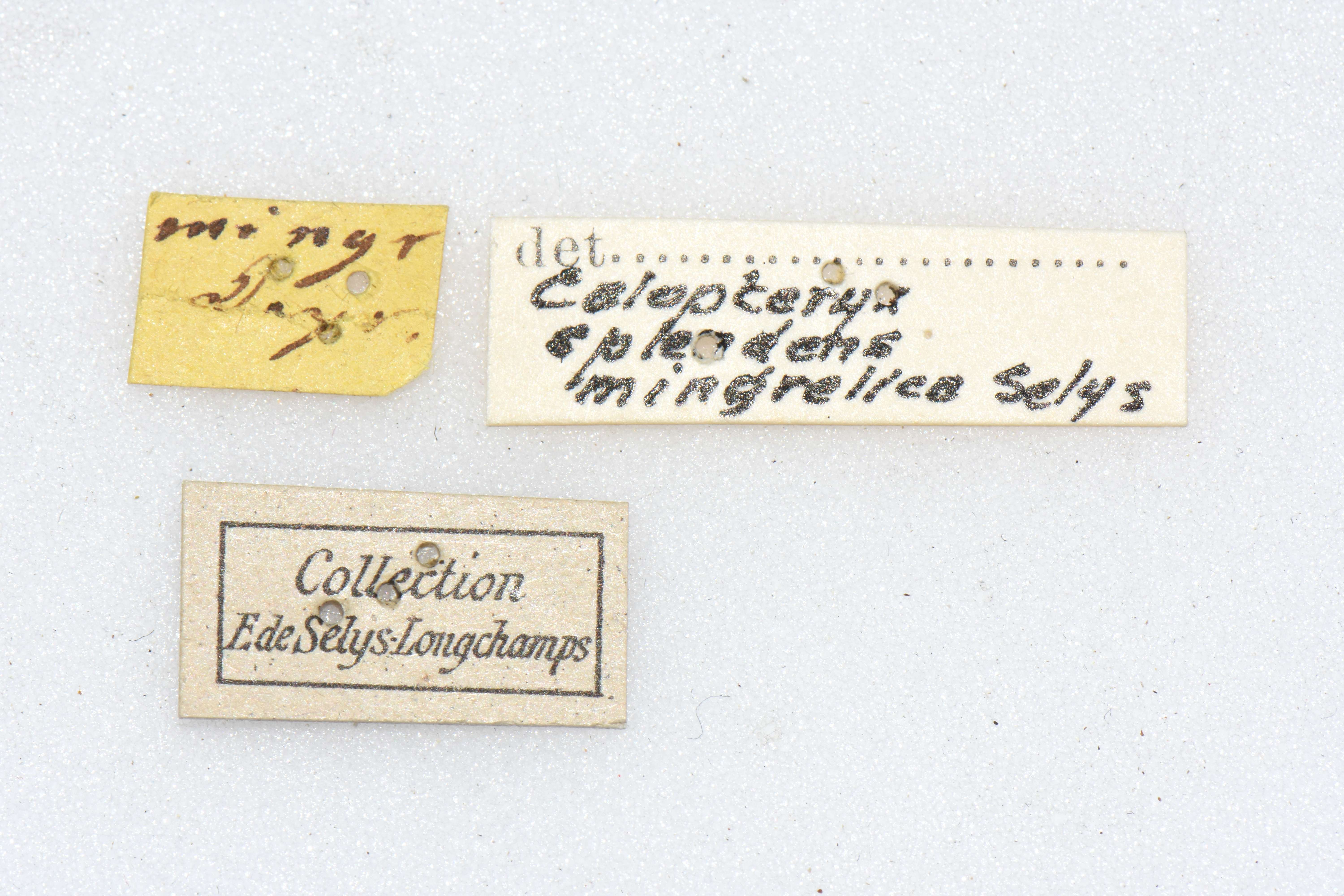 Calopteryx splendens mingrelica syntype labels.jpg