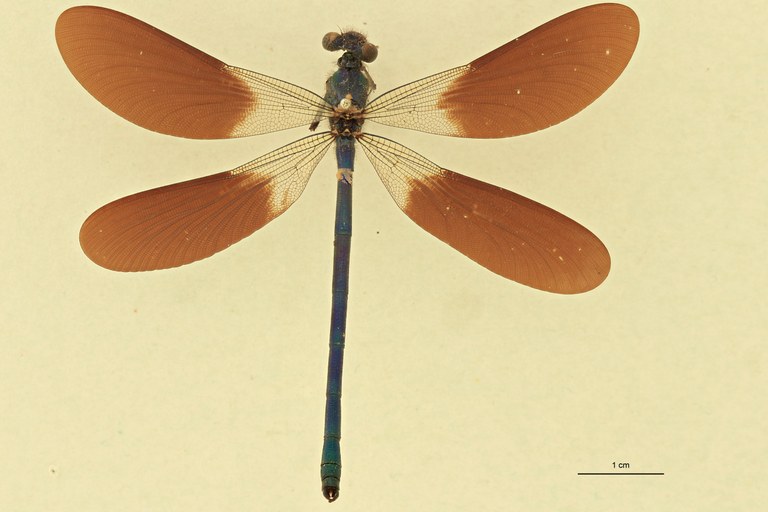 Calopteryx splendens D.jpg