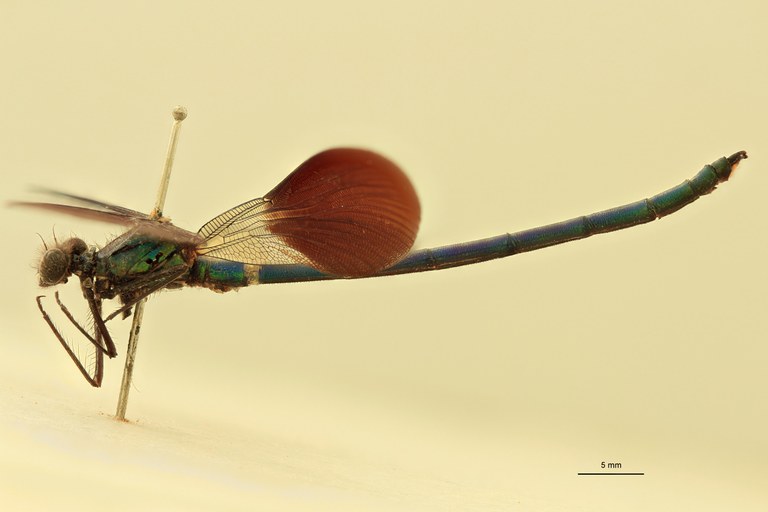 Calopteryx splendens L.jpg