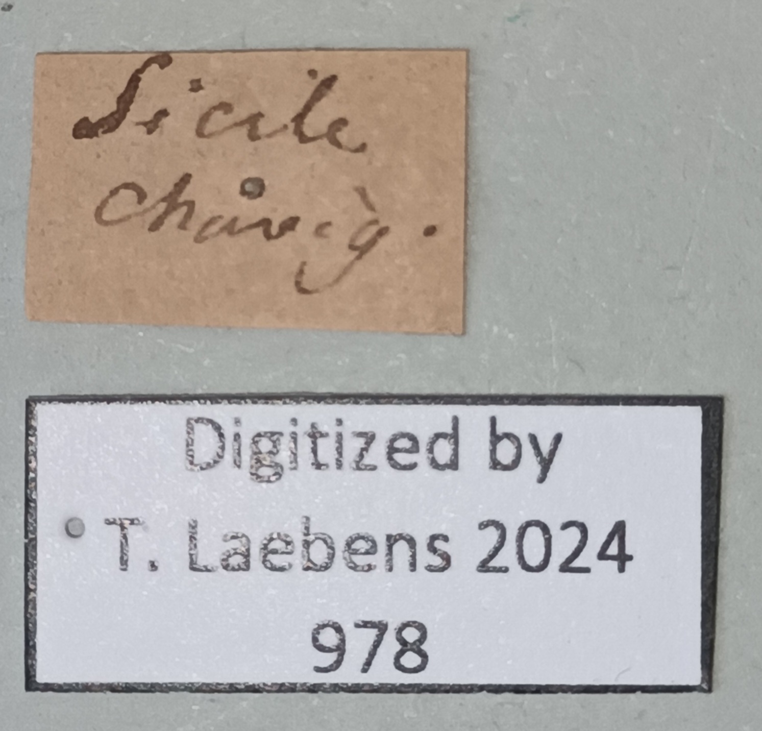 Calopteryx splendens Labels.jpg