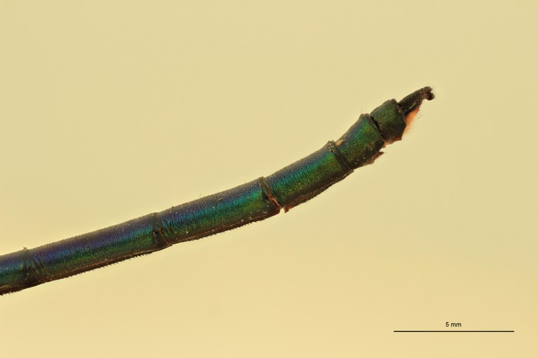 Calopteryx splendens Terminal.jpg