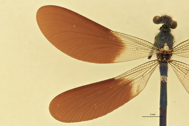Calopteryx splendens Wings.jpg