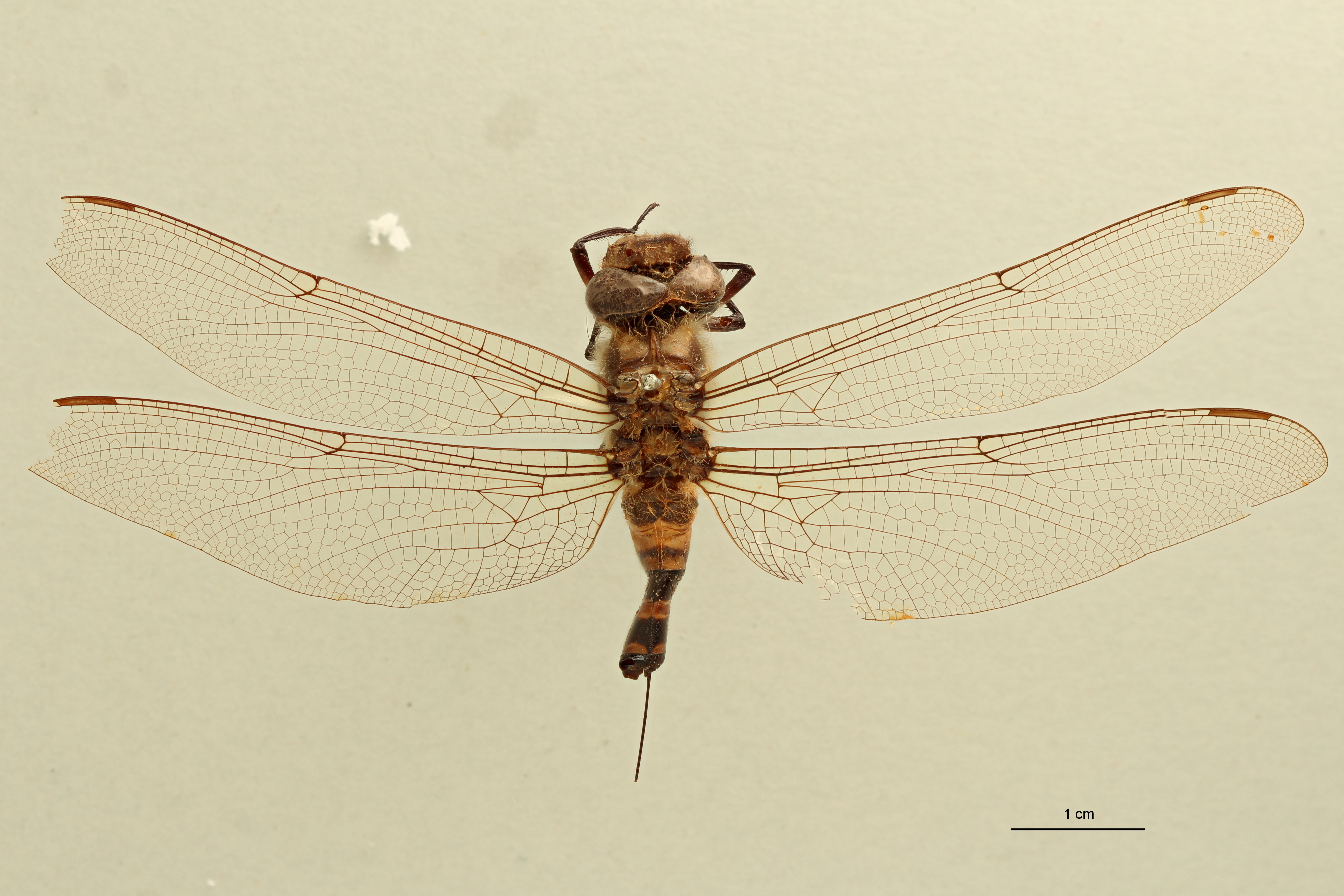 Cordulegaster bidentatus D.jpg