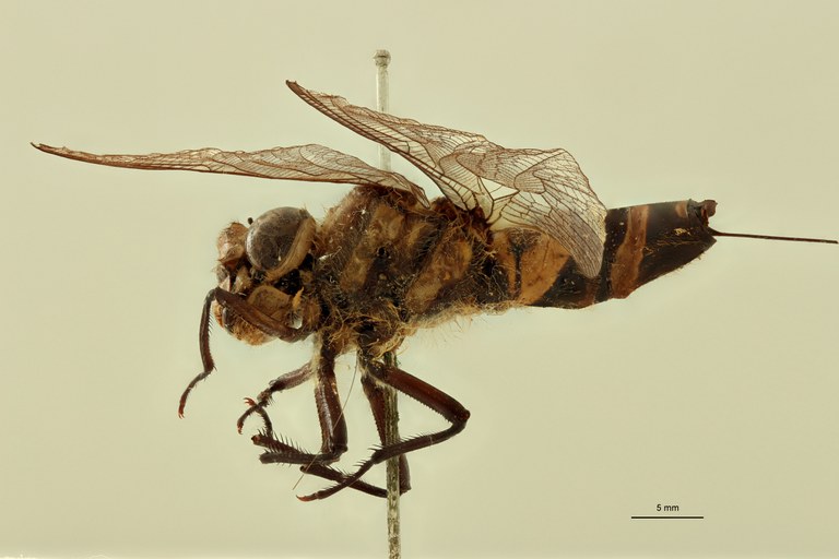Cordulegaster bidentata L.jpg