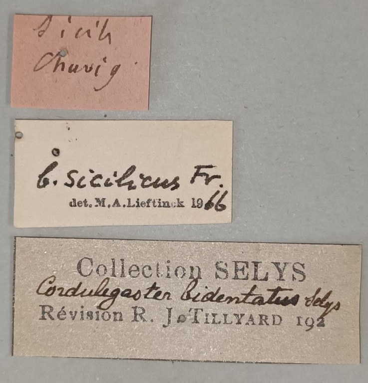Cordulegaster bidentatus Labels.jpg