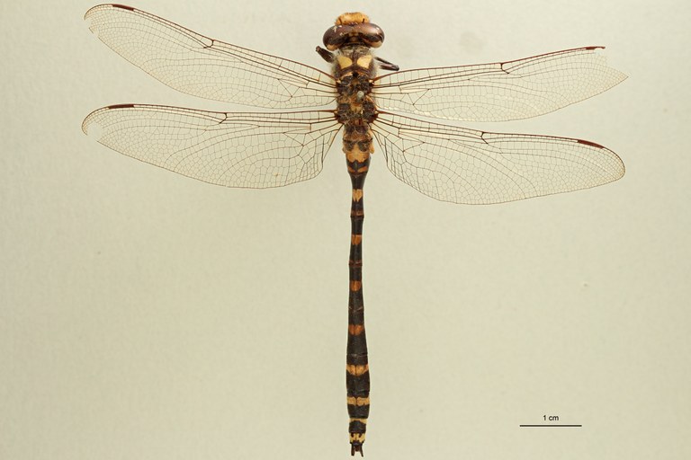 Cordulegaster pictus M Lt D.jpg Cordulegaster pictus M Lt D.jpg