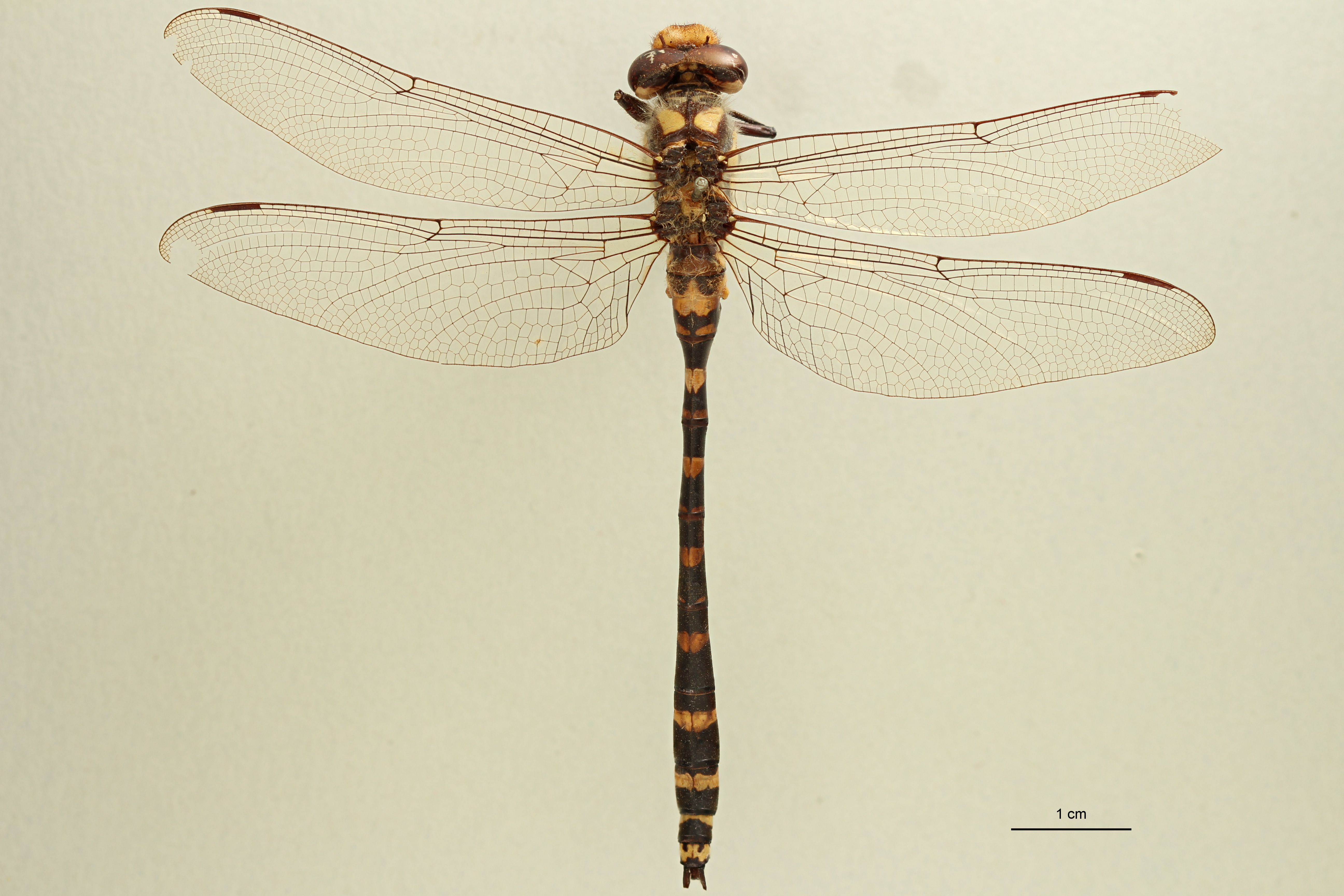 Cordulegaster pictus M Lt D.jpg