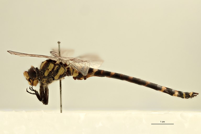 Cordulegaster pictus M Lt L.jpg Cordulegaster pictus M Lt L.jpg