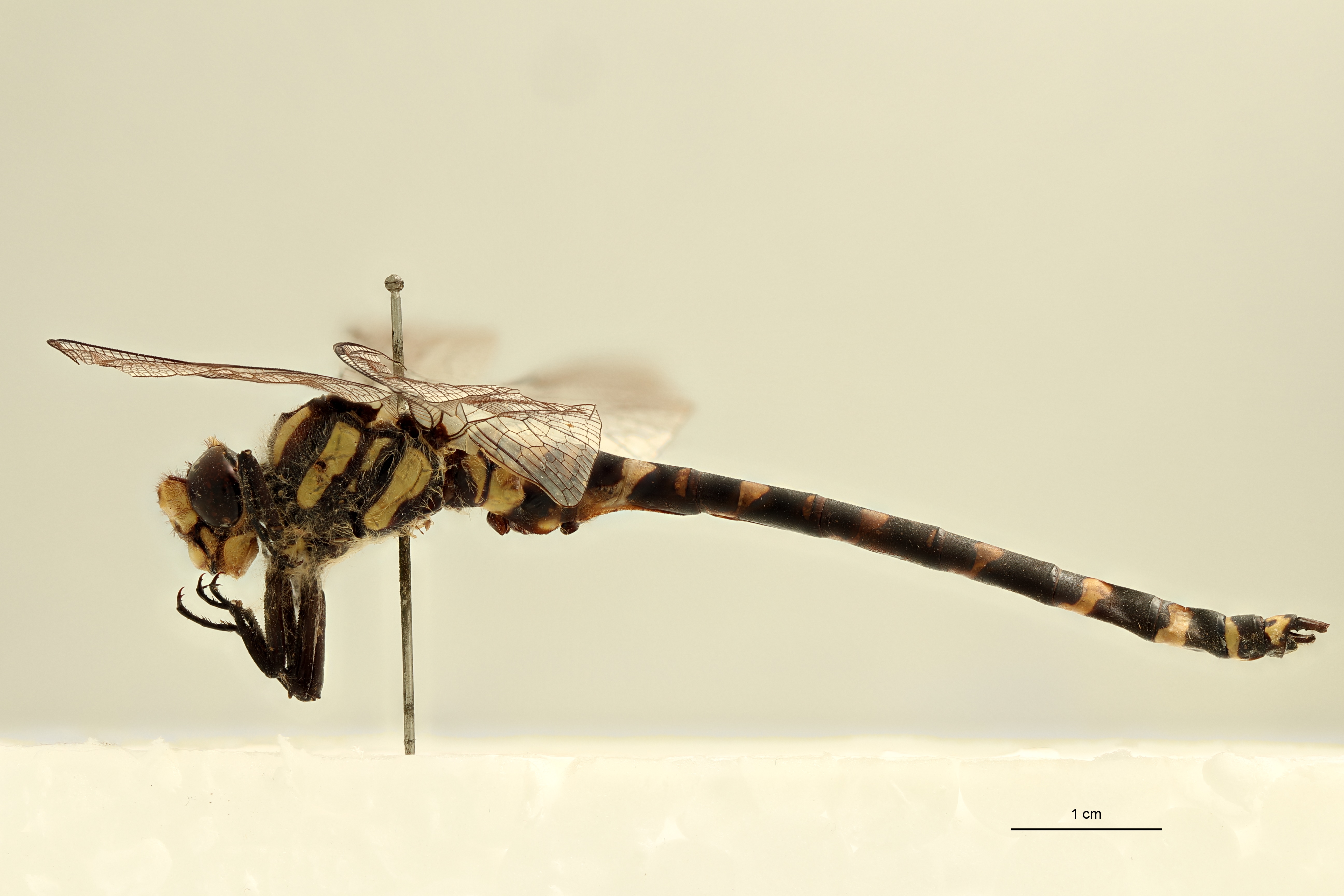 Cordulegaster pictus M Lt L.jpg