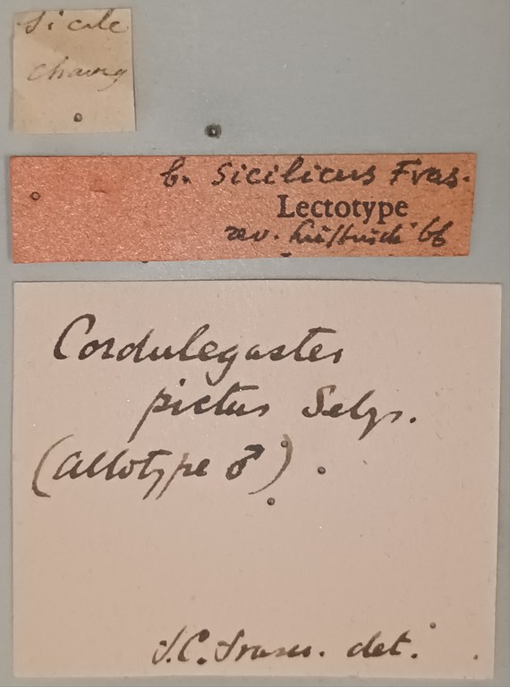 Cordulegaster pictus M Lt Labels.jpg Cordulegaster pictus M Lt Labels.jpg