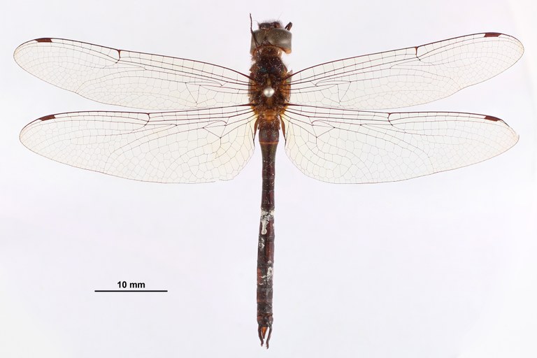 BE-RBINS-ENT Paracordulia sericea Lectotype Male Dorsal Jerome Constant.JPG