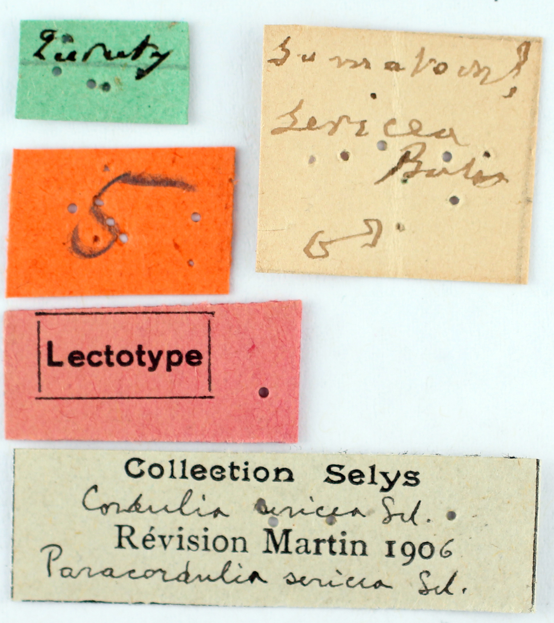BE-RBINS-ENT Paracordulia sericea Lectotype Male Labels Jerome Constant.JPG