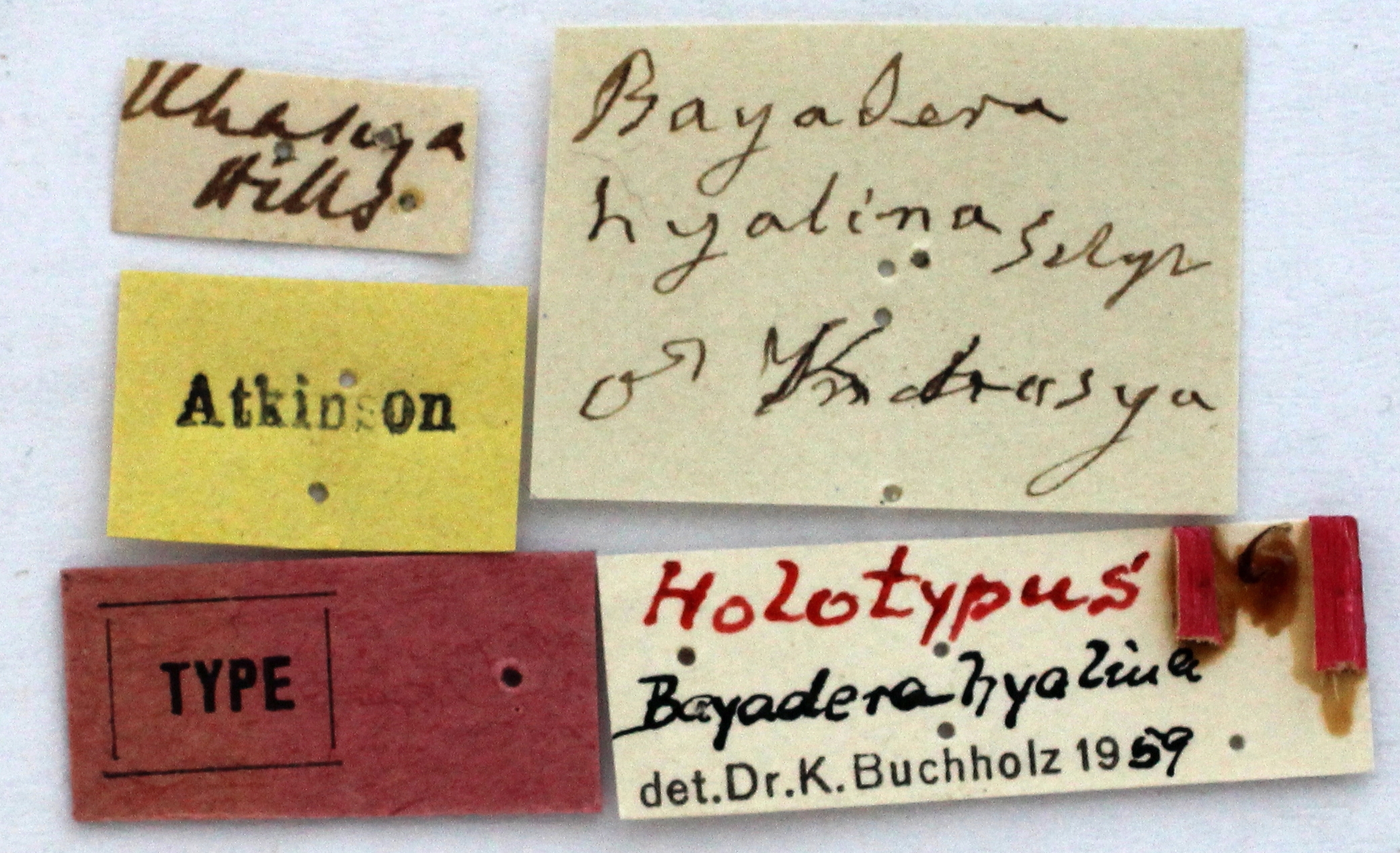 BE-RBINS-ENT Bayadera hyalina Holotype Male Labels Jerome Constant.jpg