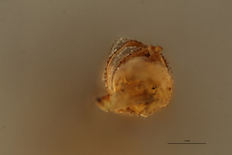 Anormogomphus heteropterus ht P ZS PMax.jpg