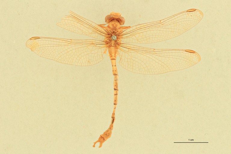 Onychogomphus costae M D.jpg