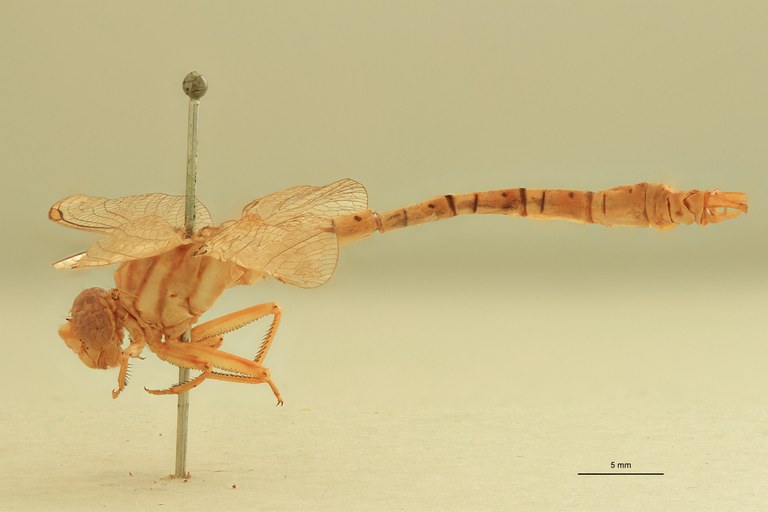 Onychogomphus costae M L.jpg