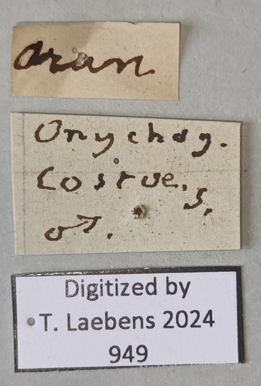 Onychogomphus costae M Labels.jpg