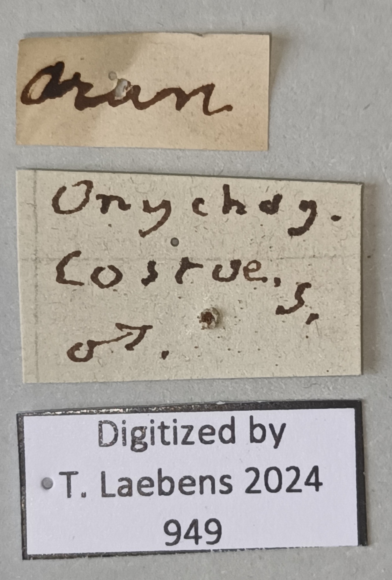 Onychogomphus costae M Labels.jpg
